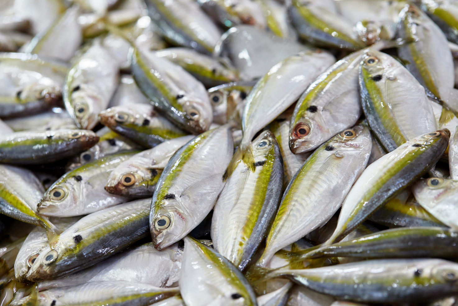 Yellowtail Scad
