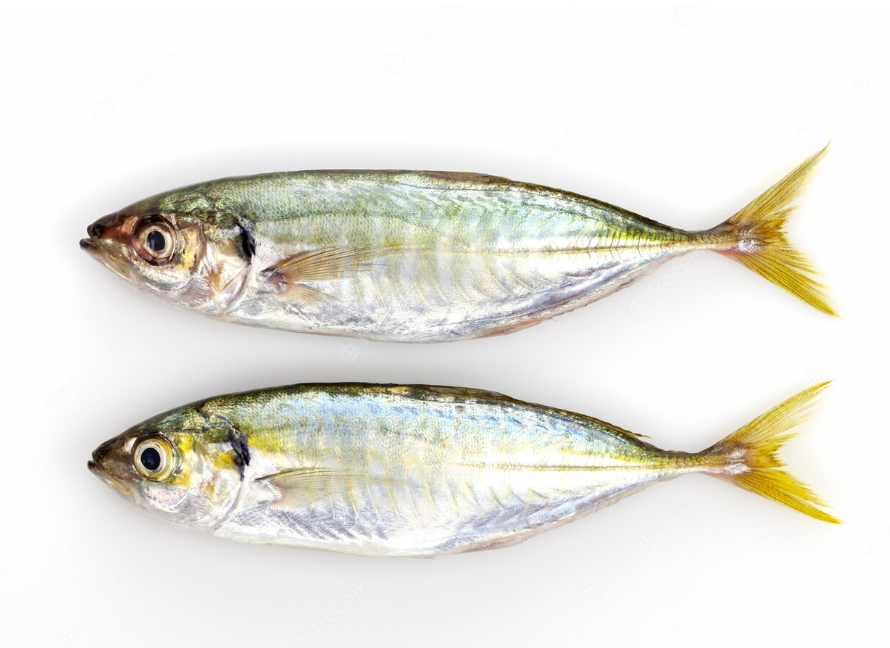 Yellowtail Scad