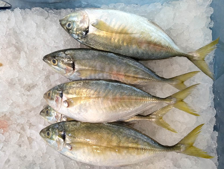 Yellowtail Scad