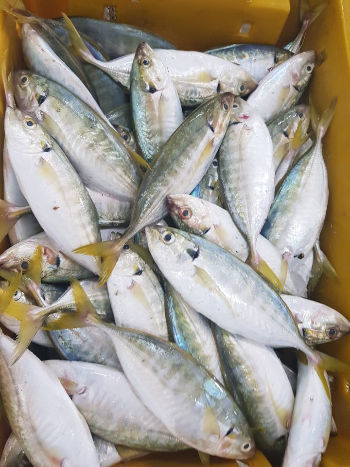 Yellowtail Scad