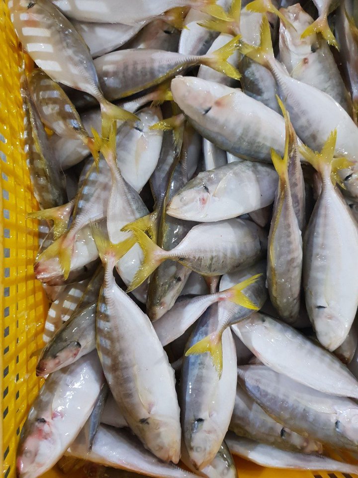 Yellowtail Scad