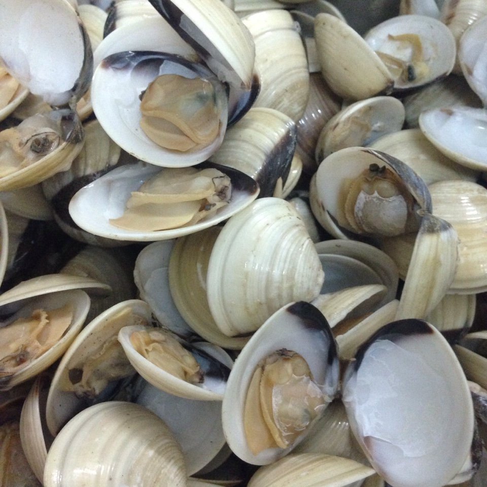 Frozen White Clam