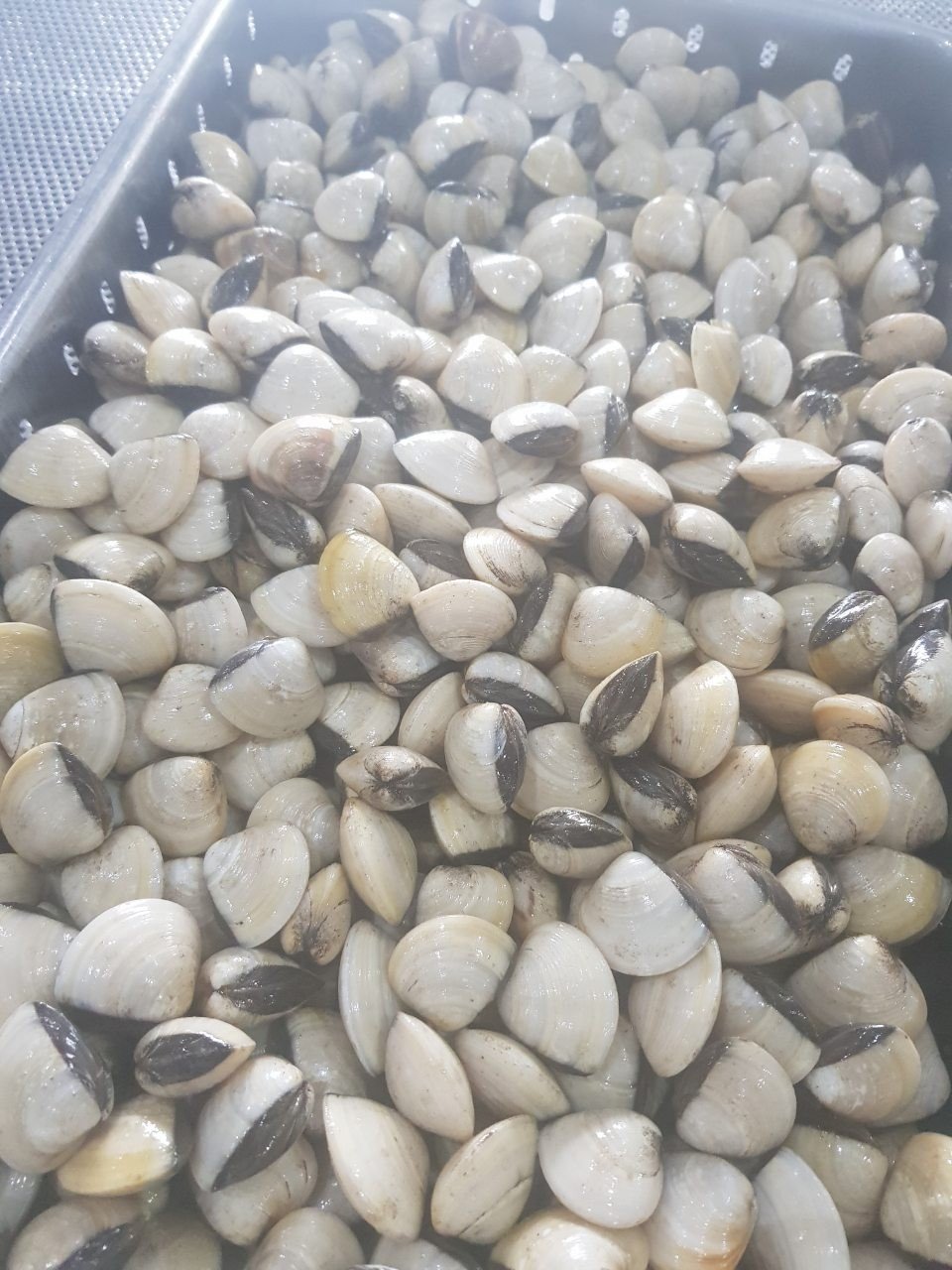 Frozen White Clam
